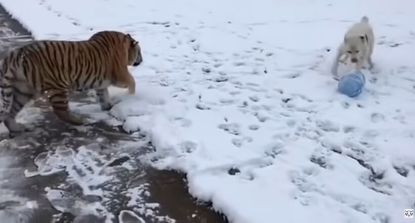 Блог - Видео: Противостояние тигра и алабая за право владеть пустой бутылкой Видео: Противостояние тигра и алабая за право владеть пустой бутылкой