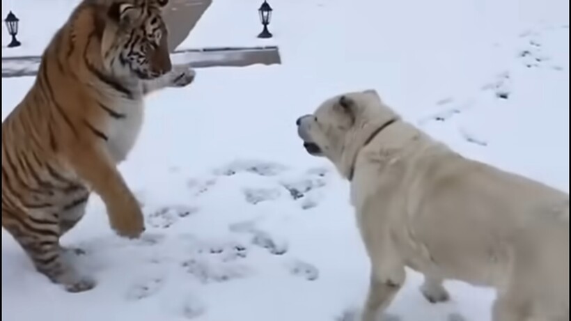 Блог - Видео: Противостояние тигра и алабая за право владеть пустой бутылкой Видео: Противостояние тигра и алабая за право владеть пустой бутылкой