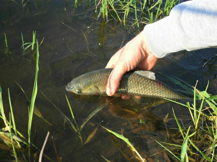 Рыбу отпускают в воду