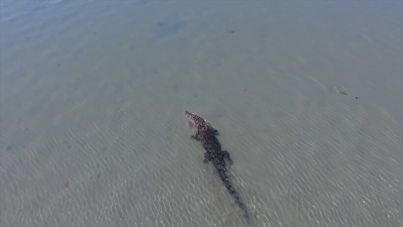 Блог - Видео: Дрон заснял плывущих рядом врагов — огромного морского крокодила и бычью акулу Видео: Дрон заснял плывущих рядом врагов — огромного морского крокодила и бычью акулу