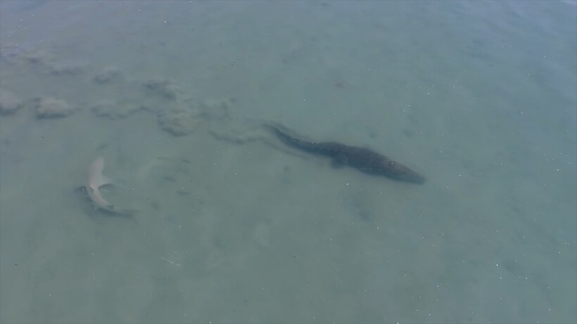 Блог - Видео: Дрон заснял плывущих рядом врагов — огромного морского крокодила и бычью акулу Видео: Дрон заснял плывущих рядом врагов — огромного морского крокодила и бычью акулу