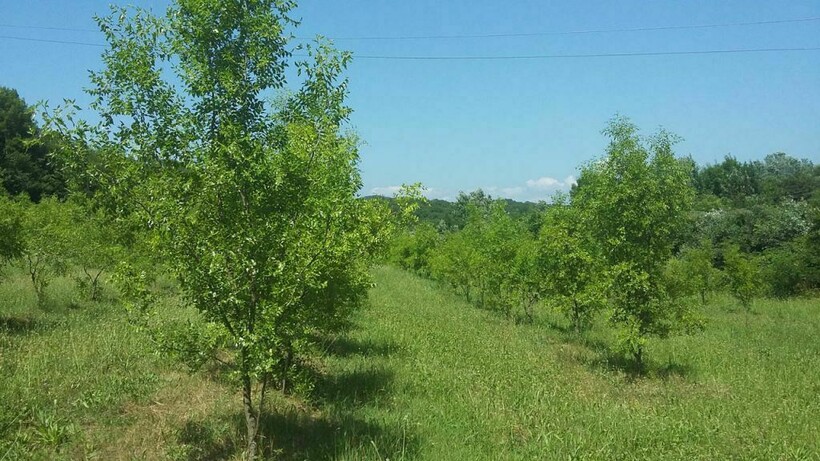Плантация зизифуса