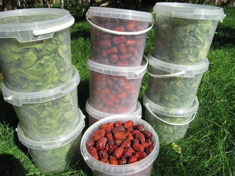 Использование зизифуса