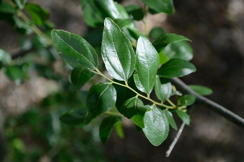 Листья зизифуса