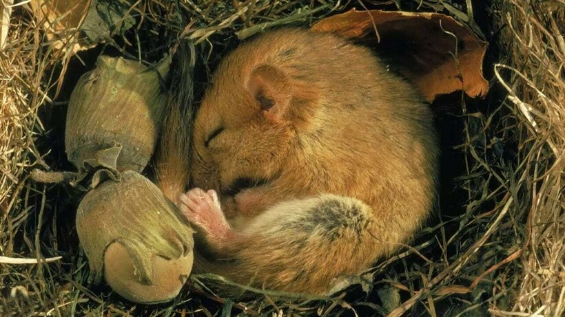 Спячка — это вполне естественное явление для Земли Спячка — это вполне естественное явление для Земли