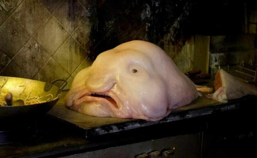 Рыба-капля — глубоководный океанический обитатель