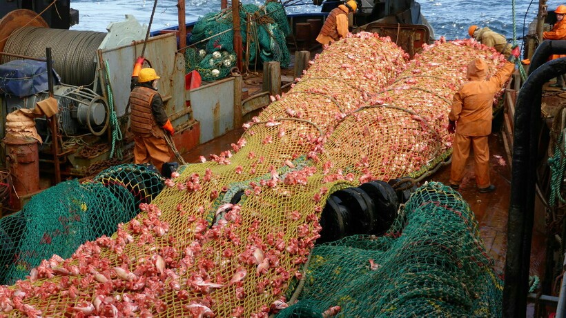 Человек — естественный враг рыбы-капли