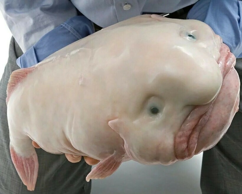 Рыба-капля Мистер Блобби