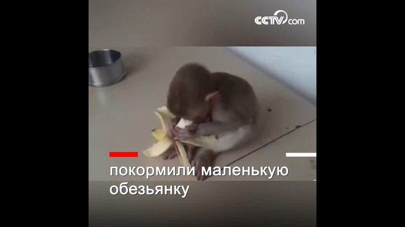 Блог - Видео: Собака принесла в полицию брошенную обезьянку, чтобы люди позаботились о ней Видео: Собака принесла в полицию брошенную обезьянку, чтобы люди позаботились о ней