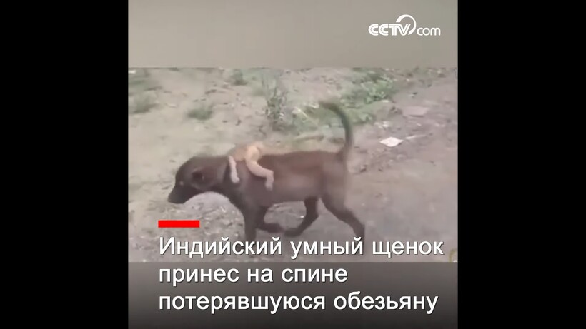 Блог - Видео: Собака принесла в полицию брошенную обезьянку, чтобы люди позаботились о ней Видео: Собака принесла в полицию брошенную обезьянку, чтобы люди позаботились о ней