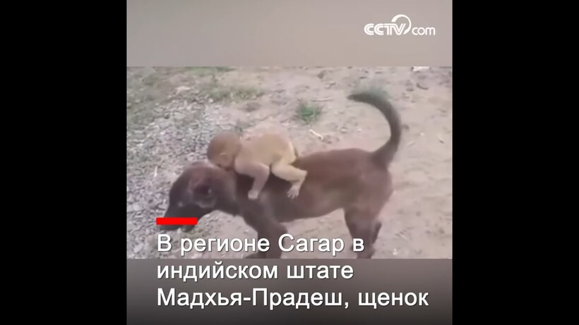 Блог - Видео: Собака принесла в полицию брошенную обезьянку, чтобы люди позаботились о ней Видео: Собака принесла в полицию брошенную обезьянку, чтобы люди позаботились о ней