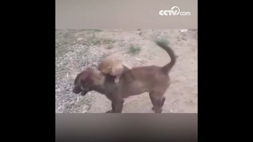 Блог - Видео: Собака принесла в полицию брошенную обезьянку, чтобы люди позаботились о ней Видео: Собака принесла в полицию брошенную обезьянку, чтобы люди позаботились о ней