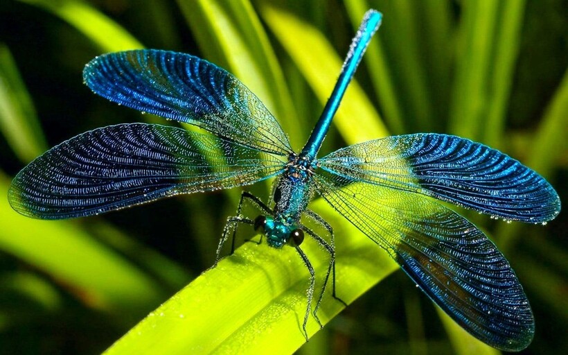 Если у стрекозы повредится нервная система, она не сможет остановить полет и будет летать и летать Если у стрекозы повредится нервная система, она не сможет остановить полет и будет летать и летать