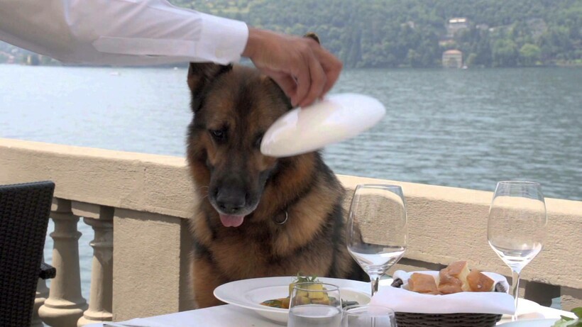 Изысканным обедам Гюнтера может позавидовать не только собака