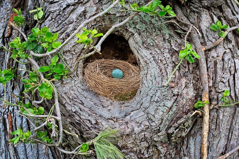 Гнездо зарянки в дупле