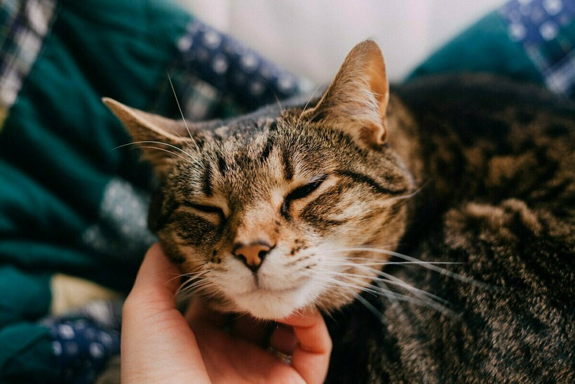 Блог - Кошки не мяукают для других кошек: 7 интересных фактов о котах Кошки не мяукают для других кошек: 7 интересных фактов о котах