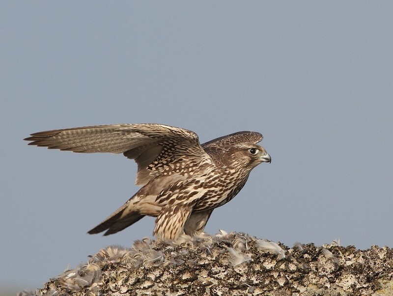 Кречет готовится к полёту