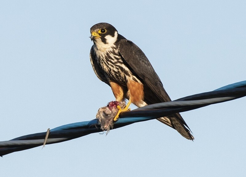 Чеглок сидит на проводе