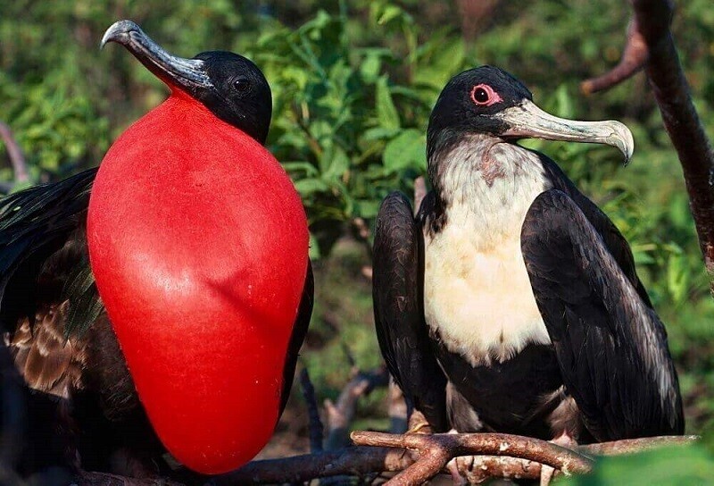 Самка и самец фрегатов