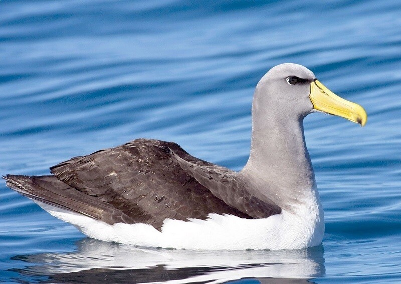 Сероголовый альбатрос отдыхает на воде