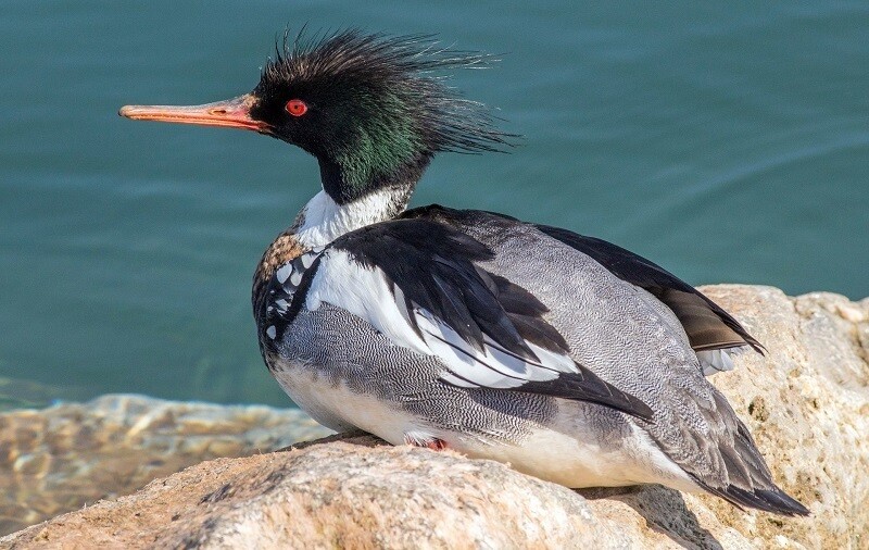 Крохаль сидит на камне