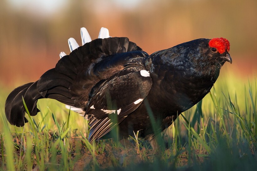 Тетерев-косач