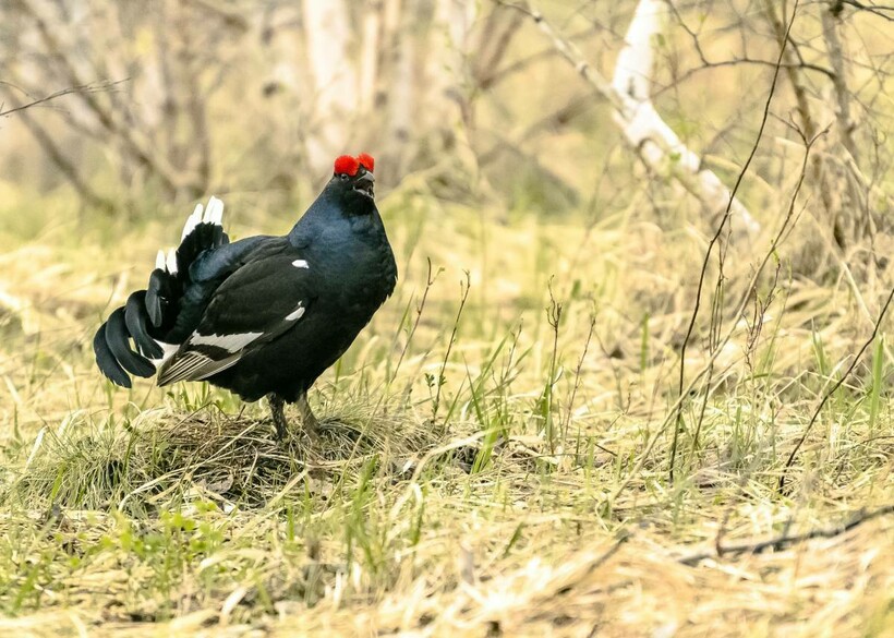 Самец тетерева-косача