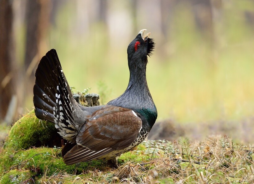 Токующий глухарь