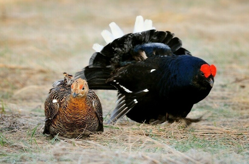 Тетерев с самкой