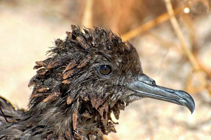 Птица, к голове которой прилипли семена