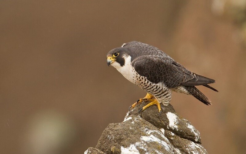 Сапсан сидит на камне