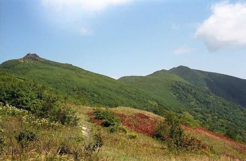 Цветущий луг на склоне горы
