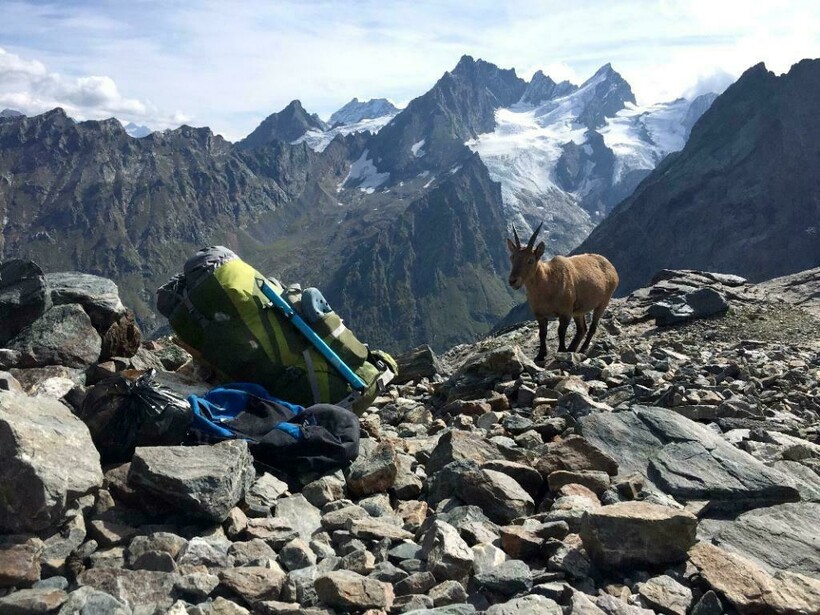 Фауна Домбайского района
