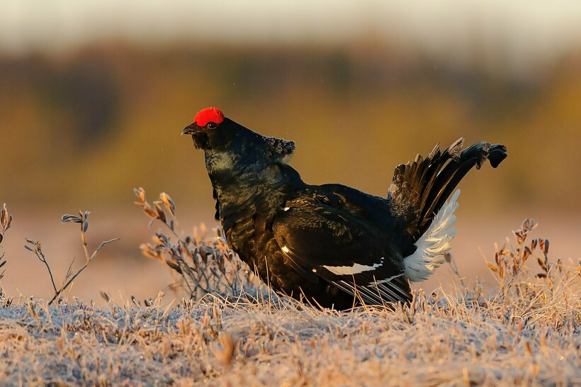 Тетерев зимой