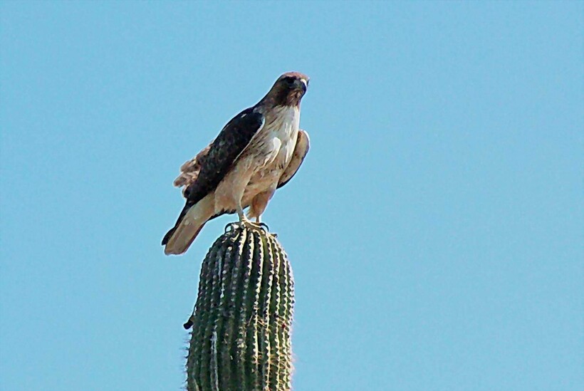 Блог - Каково жить на кактусе: самые необычные жильцы «многоквартирного» 20-метрового сагуаро Каково жить на кактусе: самые необычные жильцы «многоквартирного» 20-метрового сагуаро
