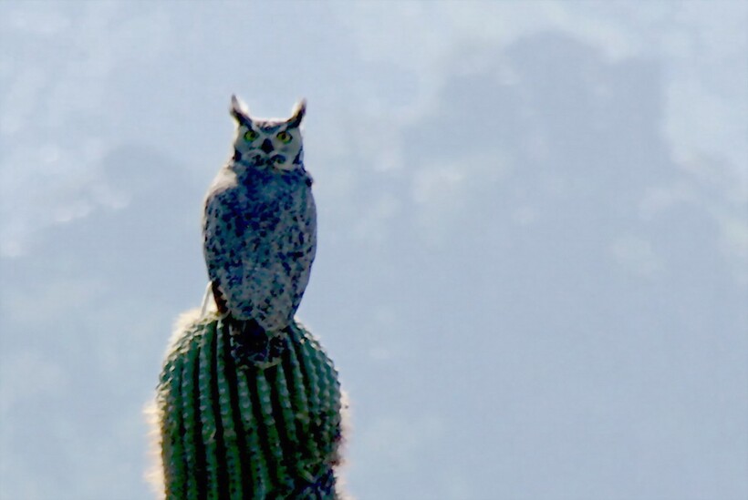 Блог - Каково жить на кактусе: самые необычные жильцы «многоквартирного» 20-метрового сагуаро Каково жить на кактусе: самые необычные жильцы «многоквартирного» 20-метрового сагуаро