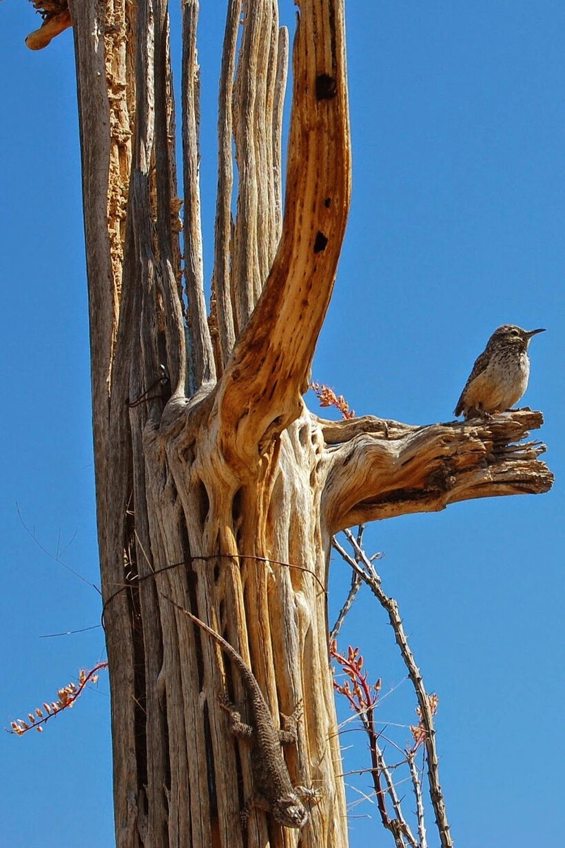 Блог - Каково жить на кактусе: самые необычные жильцы «многоквартирного» 20-метрового сагуаро Каково жить на кактусе: самые необычные жильцы «многоквартирного» 20-метрового сагуаро