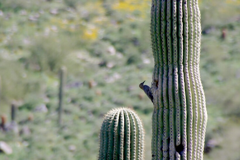 Блог - Каково жить на кактусе: самые необычные жильцы «многоквартирного» 20-метрового сагуаро Каково жить на кактусе: самые необычные жильцы «многоквартирного» 20-метрового сагуаро