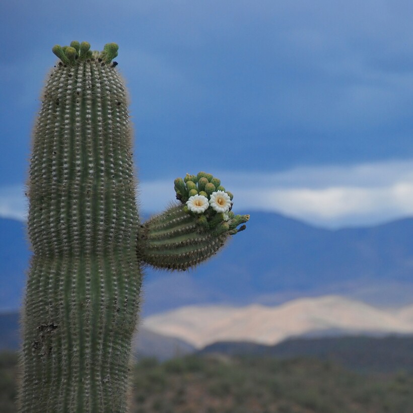 Блог - Каково жить на кактусе: самые необычные жильцы «многоквартирного» 20-метрового сагуаро Каково жить на кактусе: самые необычные жильцы «многоквартирного» 20-метрового сагуаро