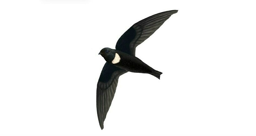 Белогрудый стриж