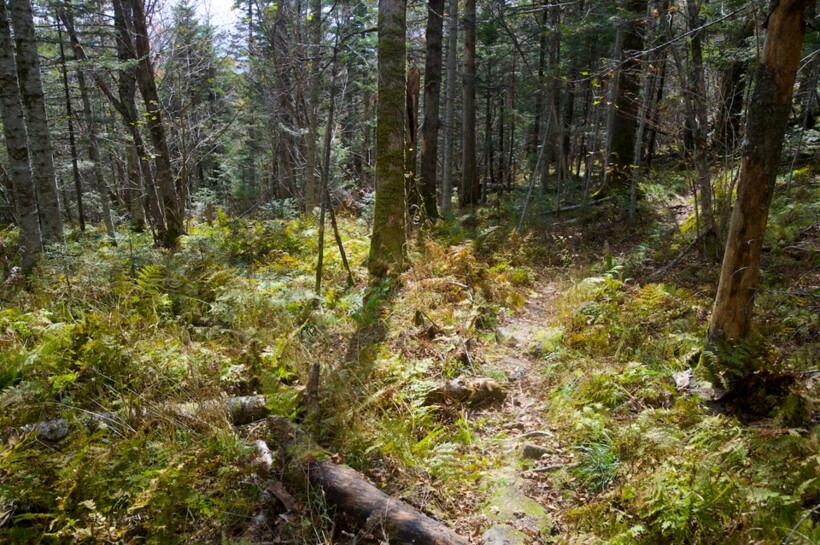 Хвойный лес на горе