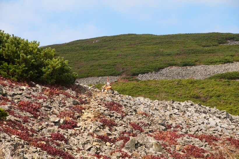 Кедровый стланик среди камней
