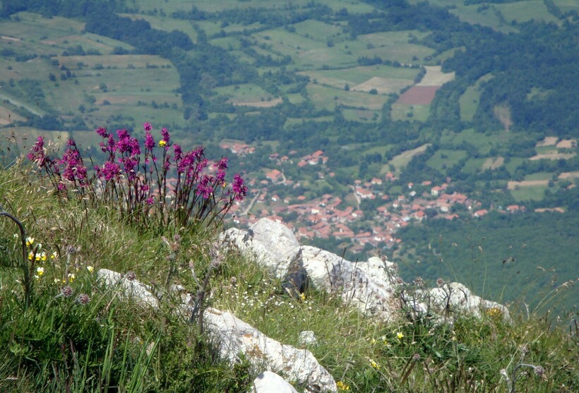 Флора горы Ртань