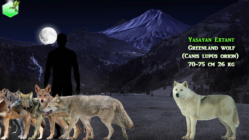 Блог - Видео: Сравнение размеров живых и исчезнувших волков Видео: Сравнение размеров живых и исчезнувших волков