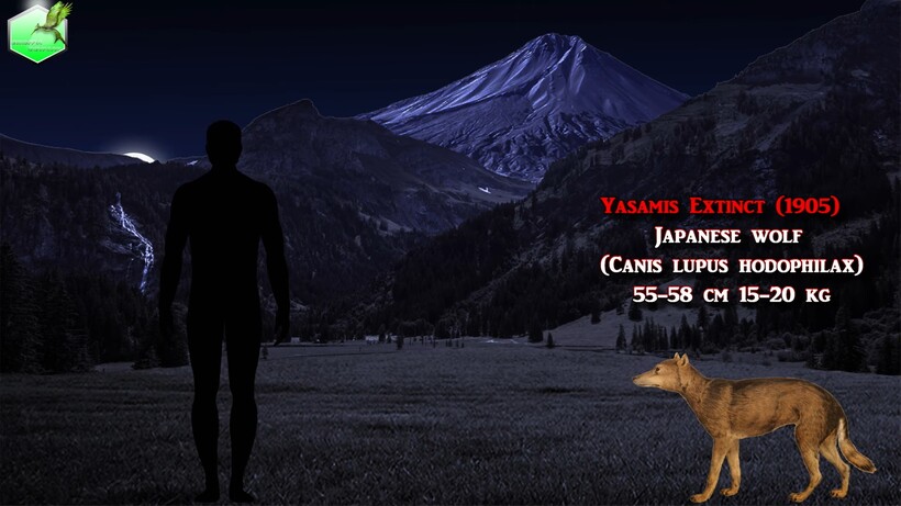 Блог - Видео: Сравнение размеров живых и исчезнувших волков Видео: Сравнение размеров живых и исчезнувших волков