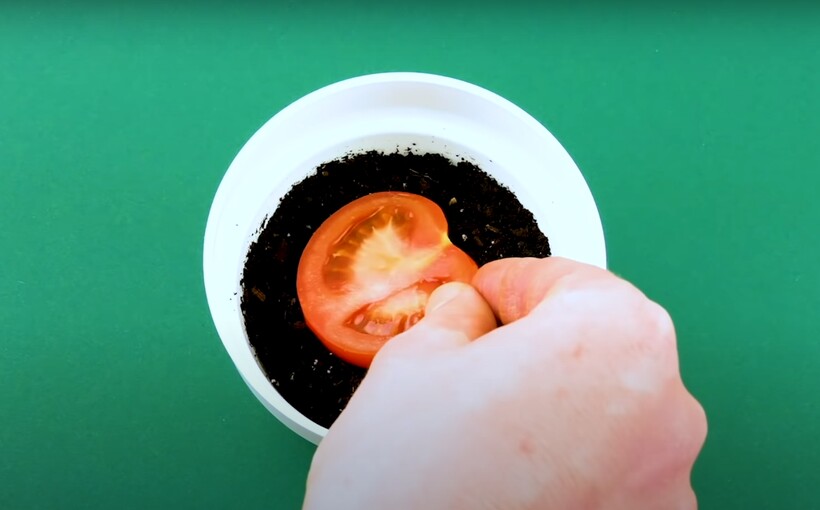 Блог - Видео: Как американцы выращивают зелень, овощи и фрукты без огорода Видео: Как американцы выращивают зелень, овощи и фрукты без огорода