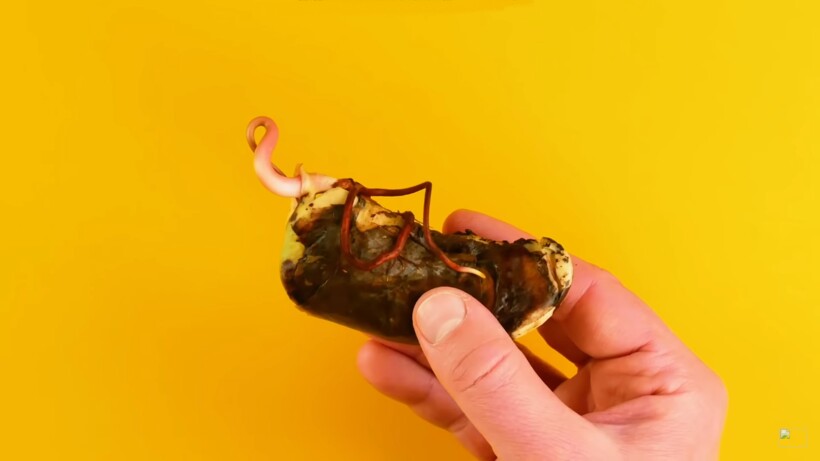 Проросшее семя манго Проросшее семя манго