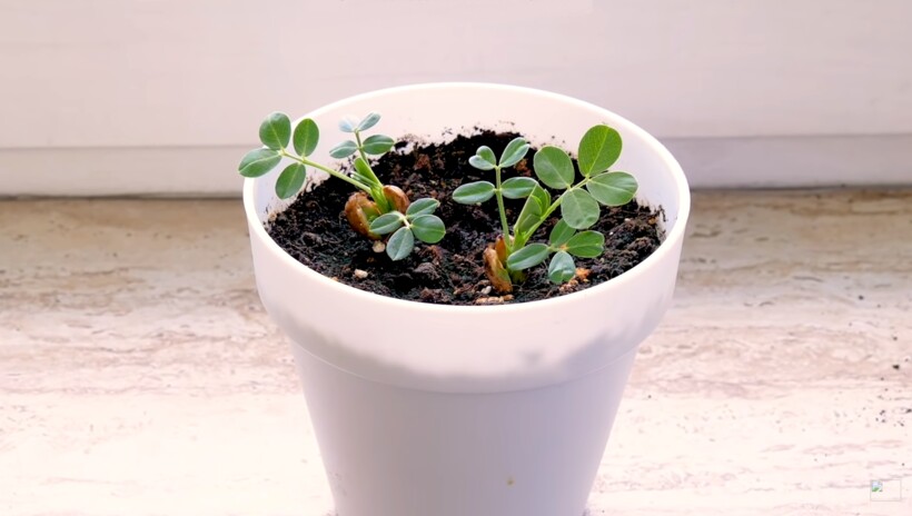 Проросший арахис Проросший арахис