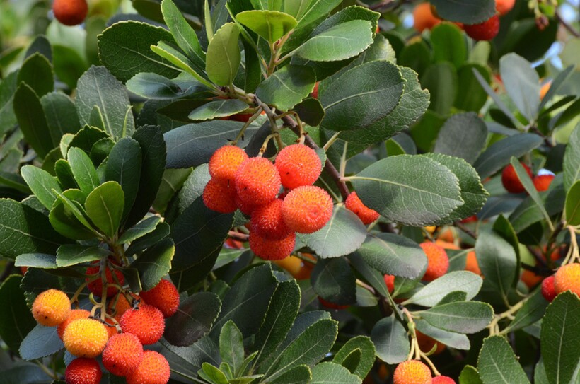 Земляничник мелкоплодный