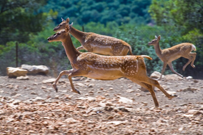 Иранские лани в Хай–Бар Кармель